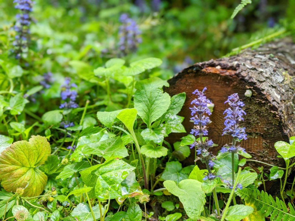 Pretty bugleweed flowers by the trail