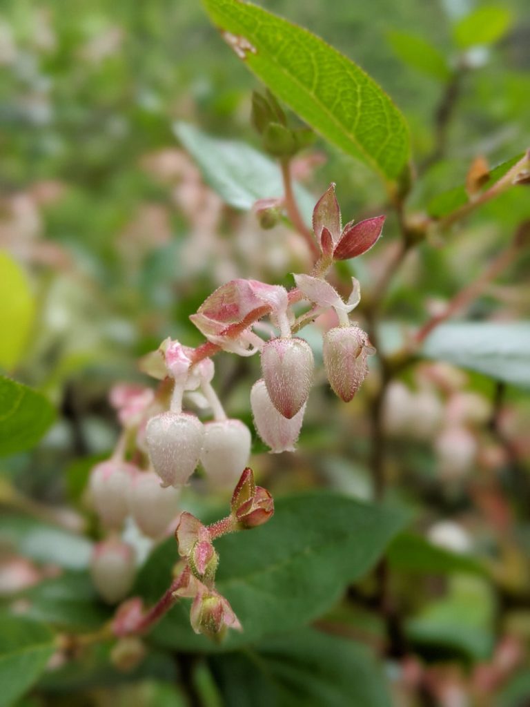 Salal flowers - these will turn into berries