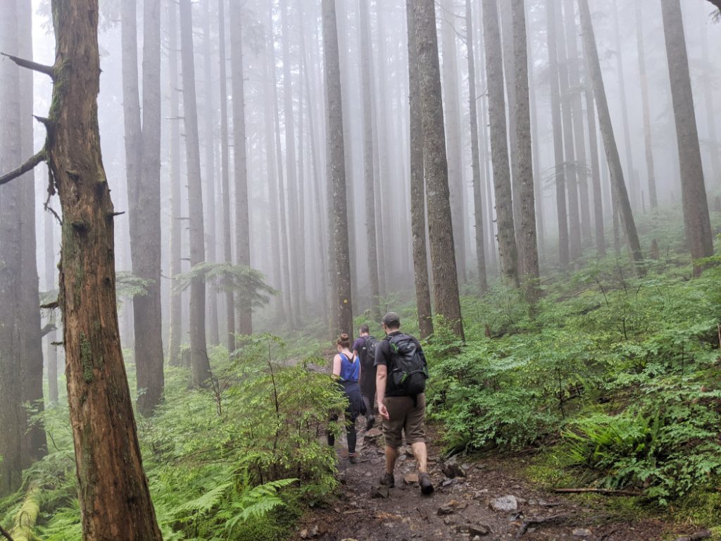 Soggy, beautiful trees