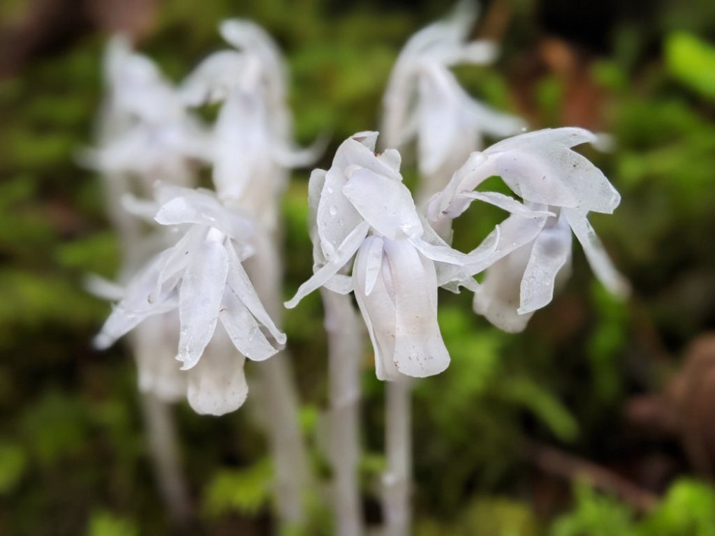 Ghost flower close up