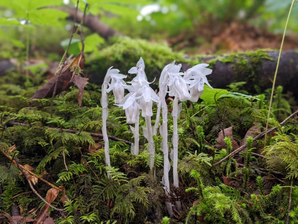 Ghost flower or Indian pipe
