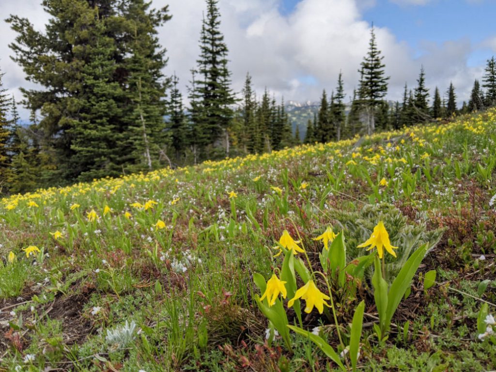 Glacier Lillies all over the trail