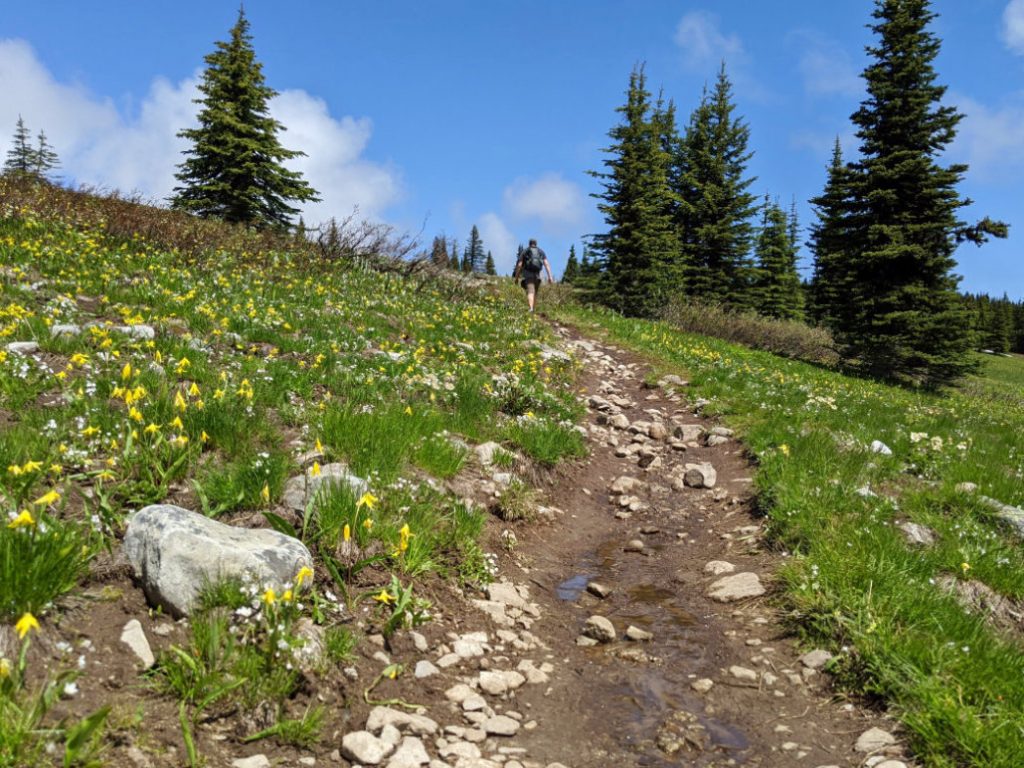 Glacier lily-filled trail