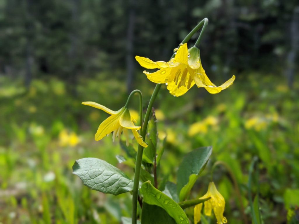 Glacier or avalanche lilies