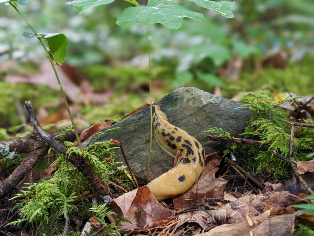 Gorgeous banana slug