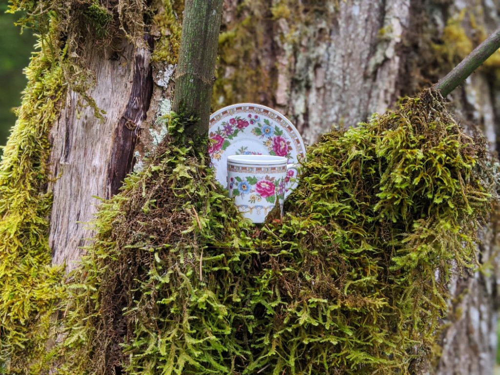 Mossy teaparty