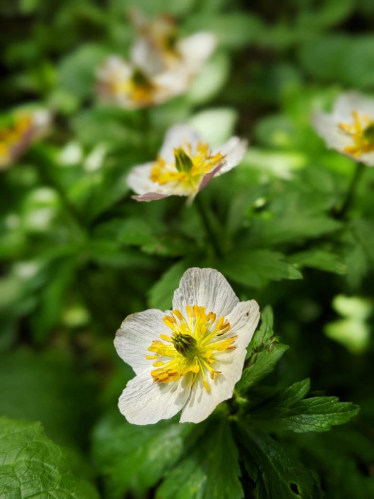 Narcissus Anemone