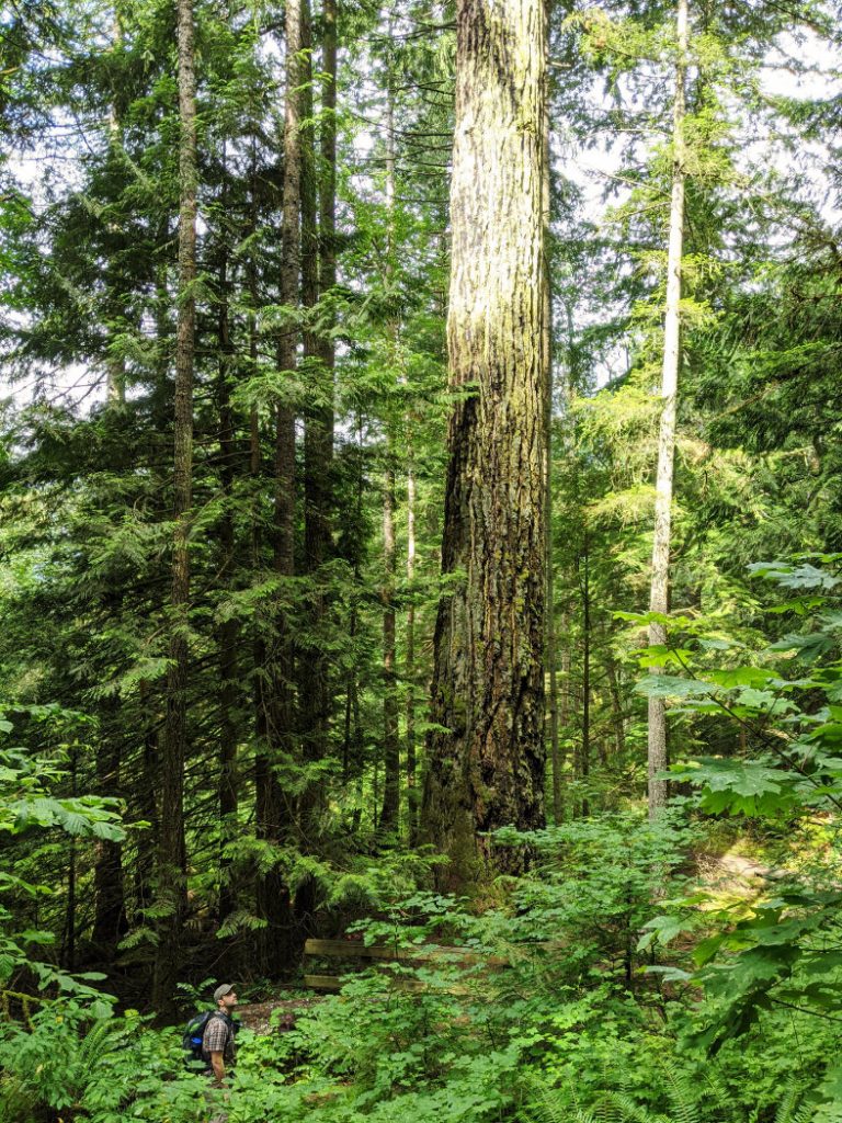 Seven Sisters massive trees