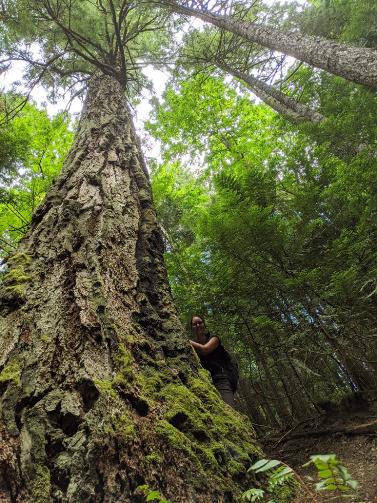 Seven sisters giant tree