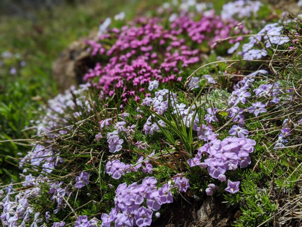 Spreading phlox flowers