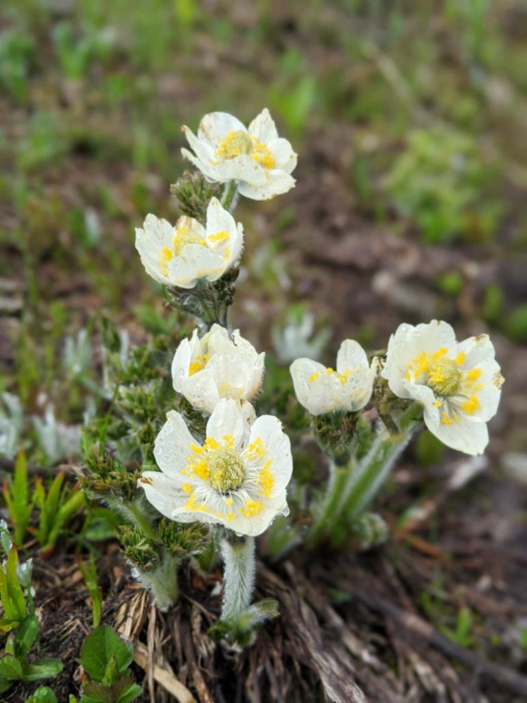 Western Anemone