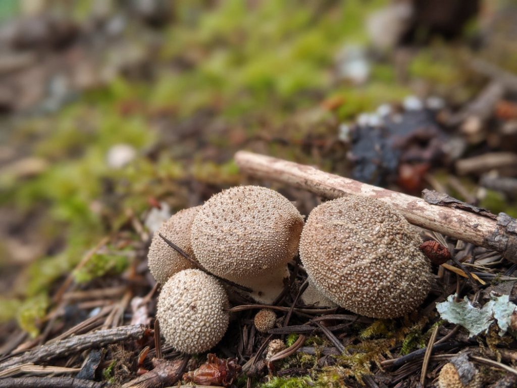 Awesome puffball mushrooms in the Nlaka'pamux forest