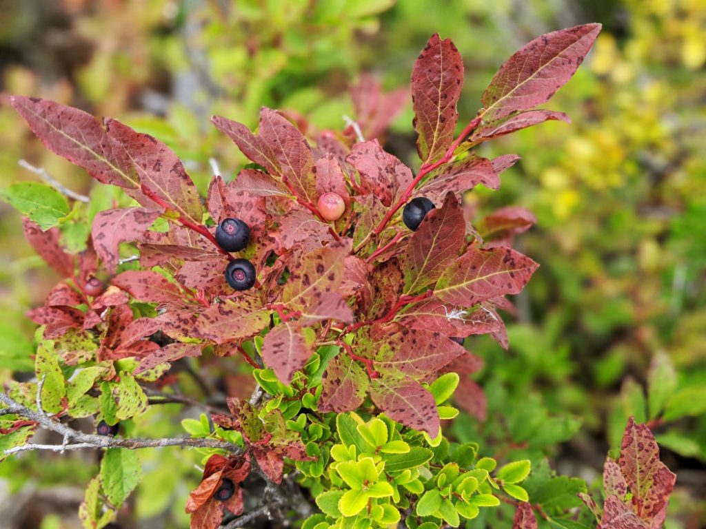 Blueberries along the trail