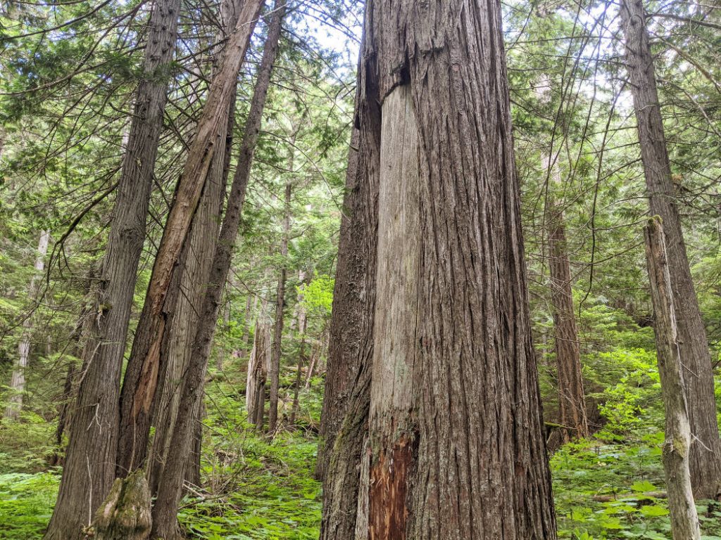 Culturally Modified cedar Tree - Quatqulhp