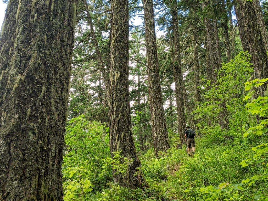 Huge trees on the ridge of the Tikwalus Heritage trail