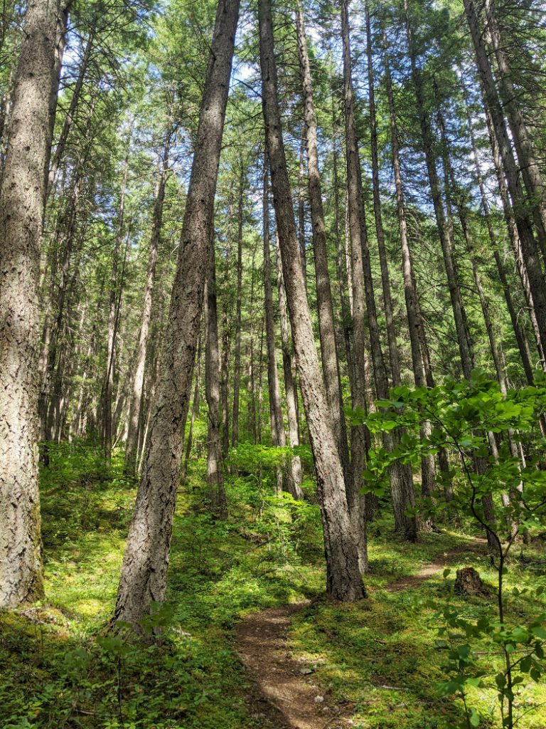Incredibly steep trail at the base of the Tikwalus Heritage trail - Nlaka'pamux Forest