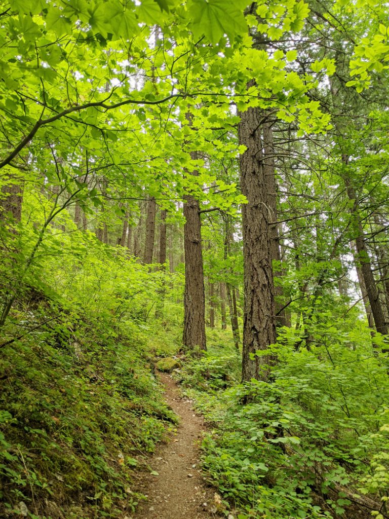 Nlaka'pamux forest views
