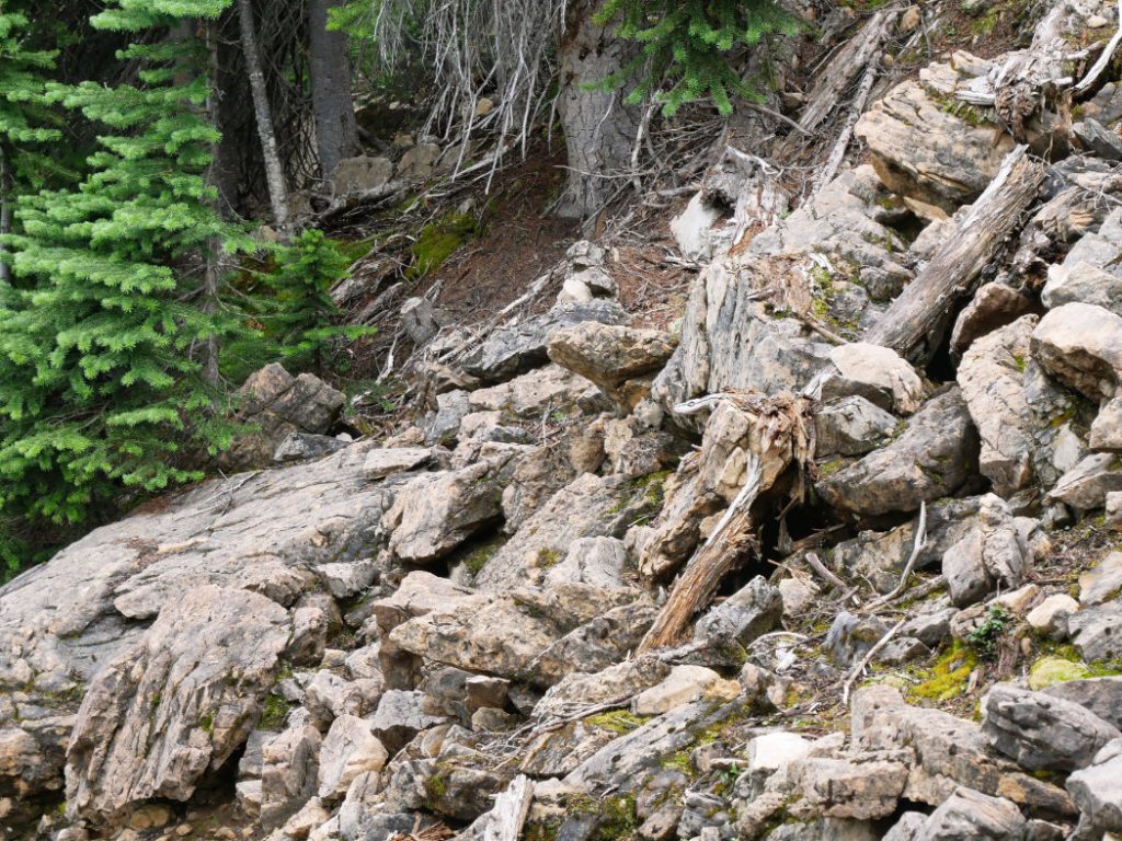 Can you spot the pika