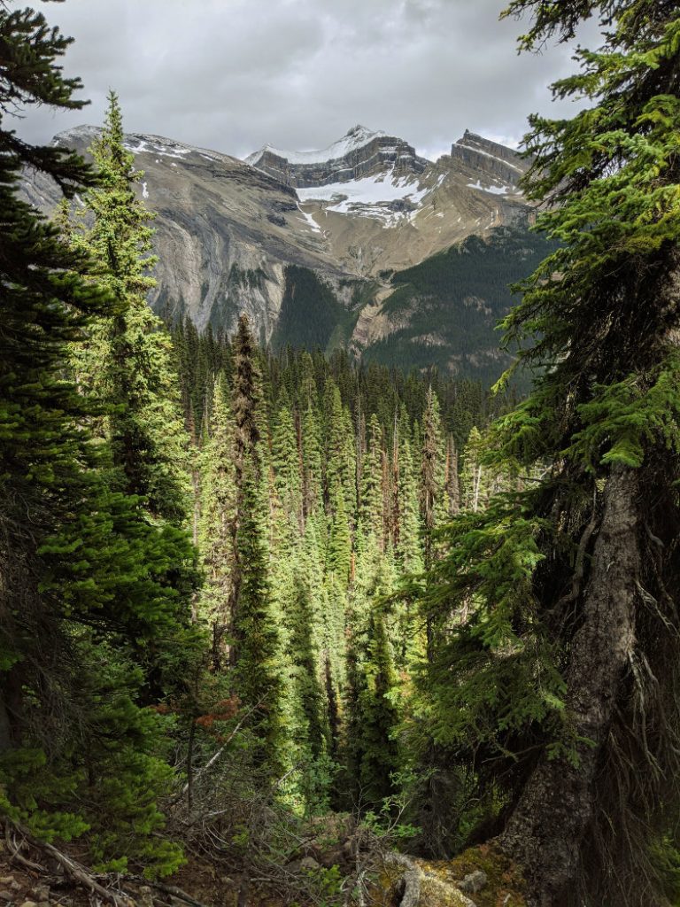 Path up the Whaleback trail