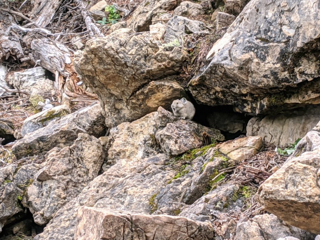 Pika on the trail