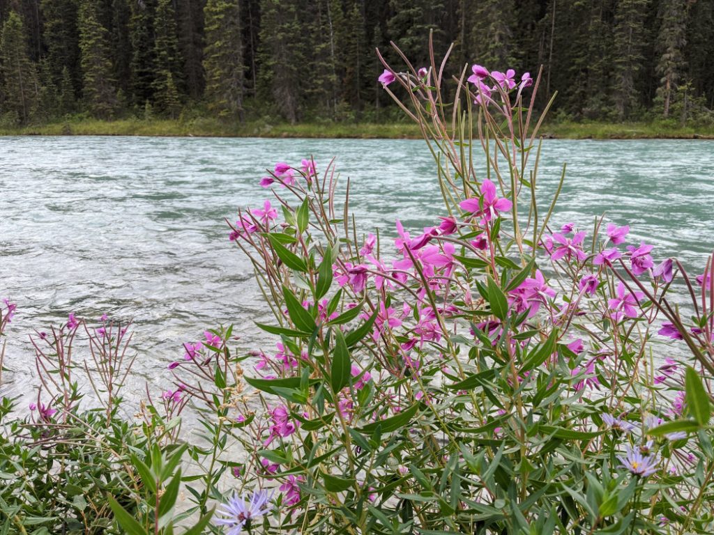 Fireweed by the Bow River