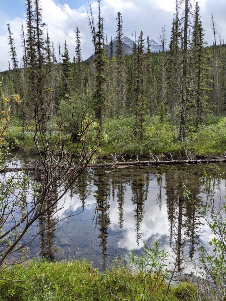 Reflections on the Bow River Loop near Lake Louise