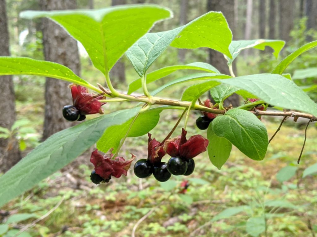 Black berries