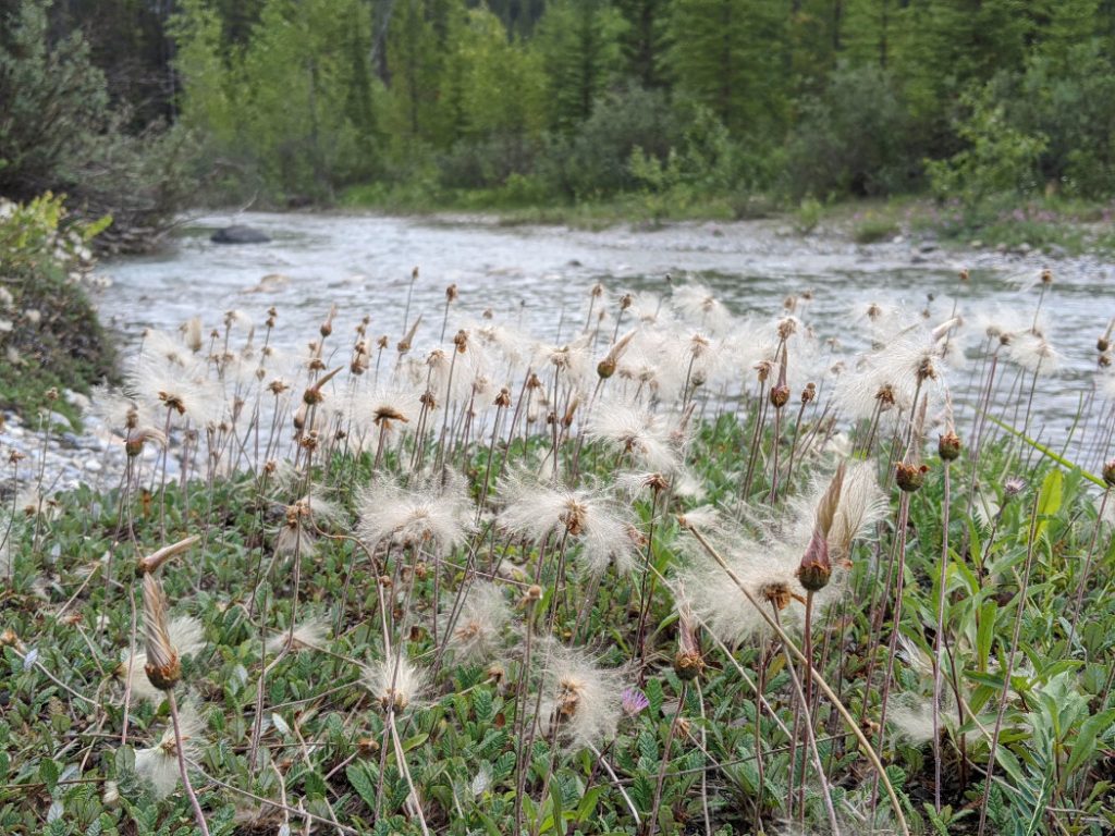 Floofy plants by Bow River