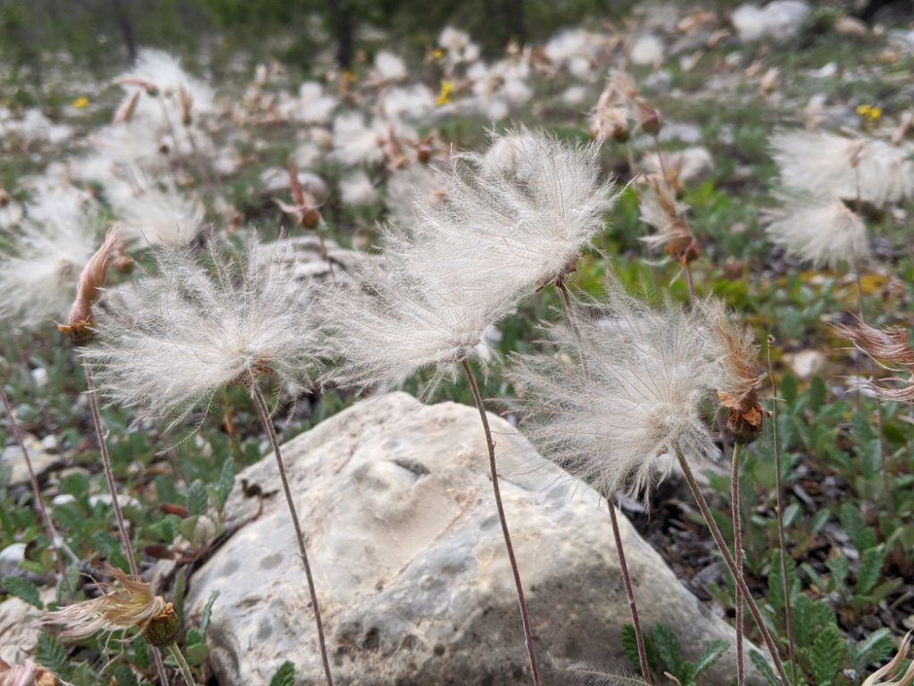 More floofy plants