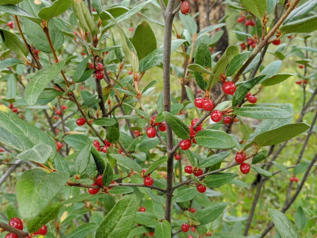 Red berries