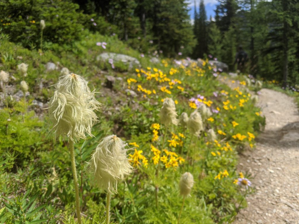 Flowers along the trail