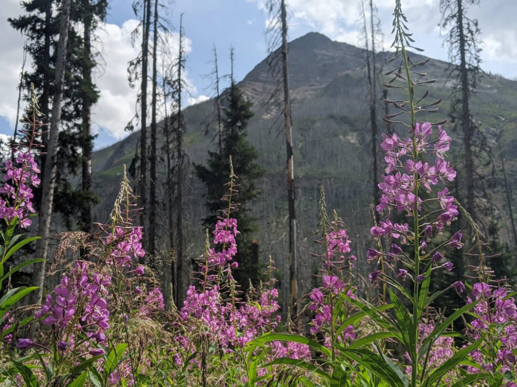 Flowers along the trail