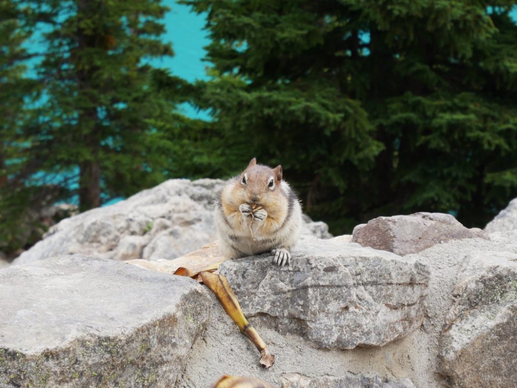 Ground Squirrel next to Moraine Lake