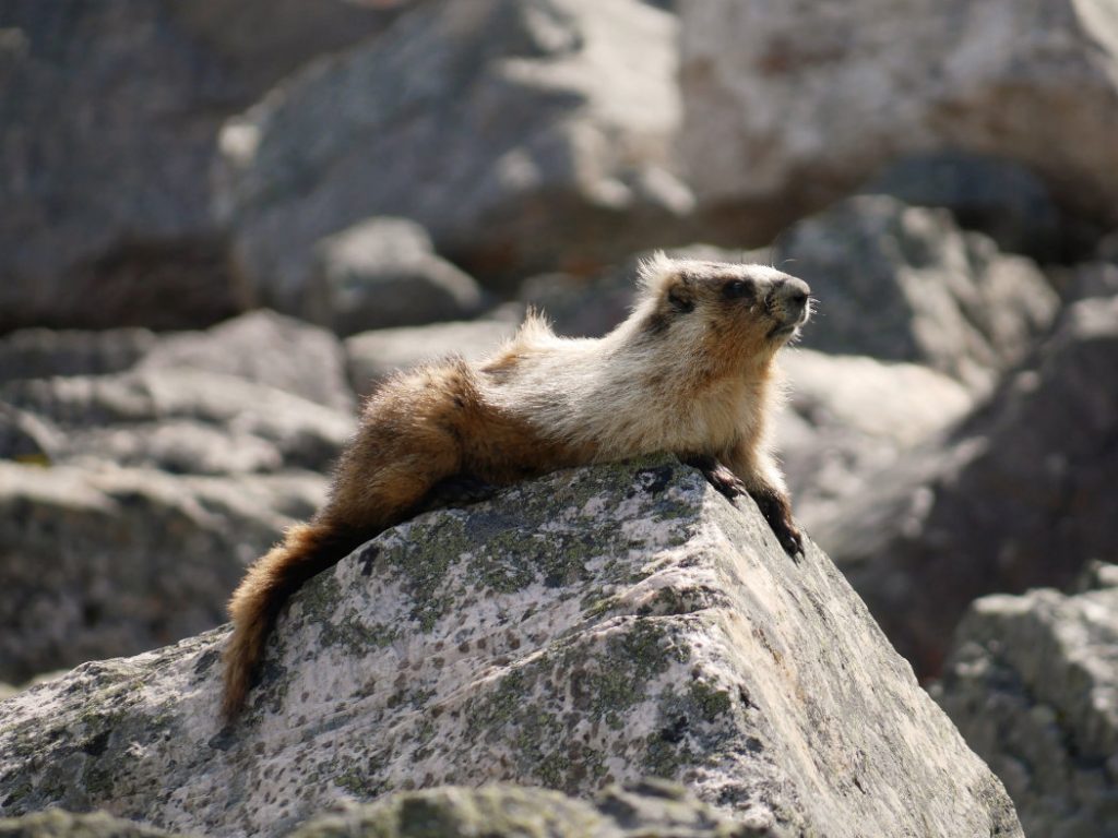Marmot on the rocks with hair blowing in the wind