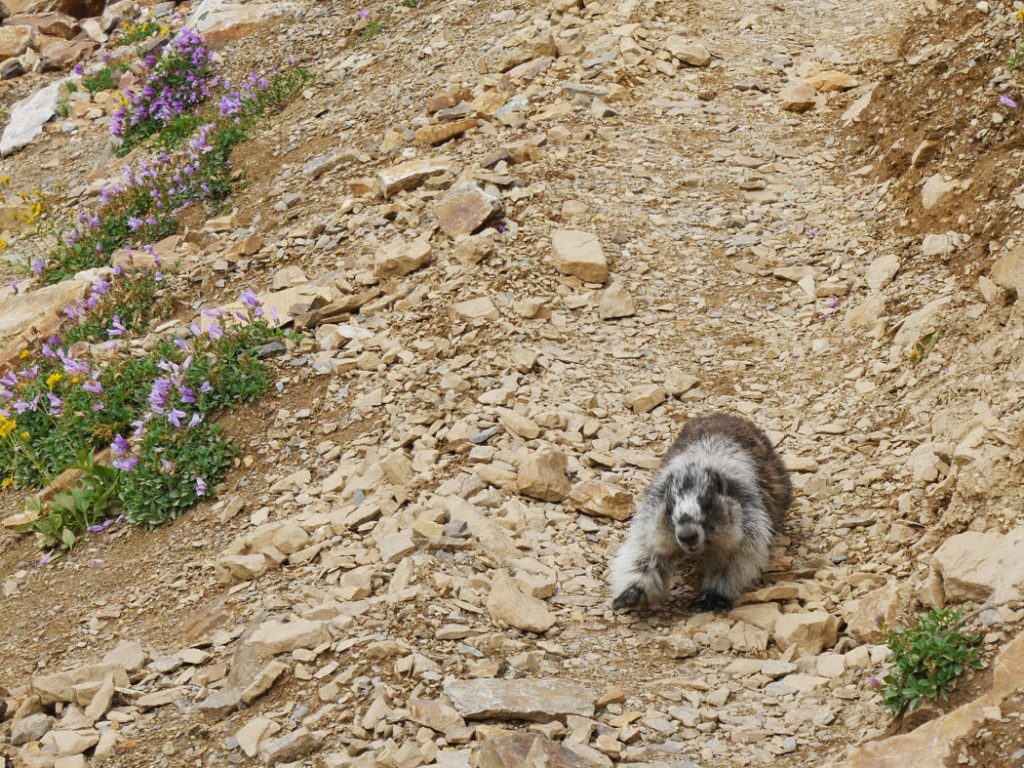 Marmot running