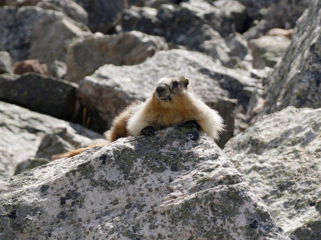 Marmot with a cute face