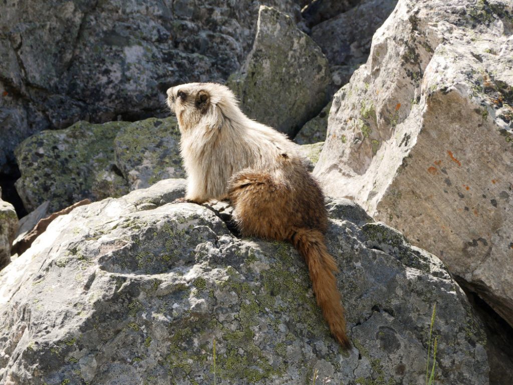 Marmot with a floofy bottom