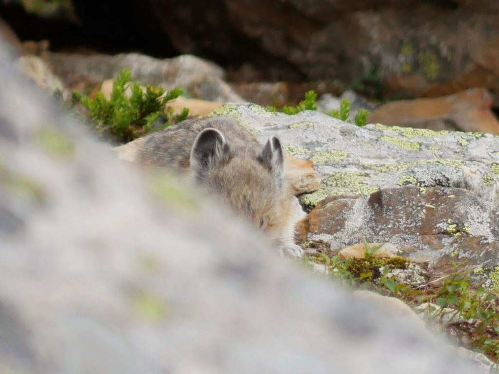 Pika