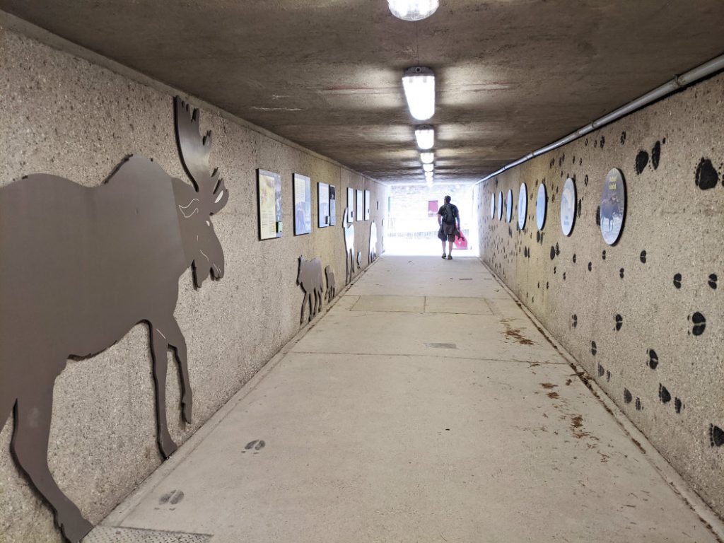 Wildlife tunnel crossing the highway