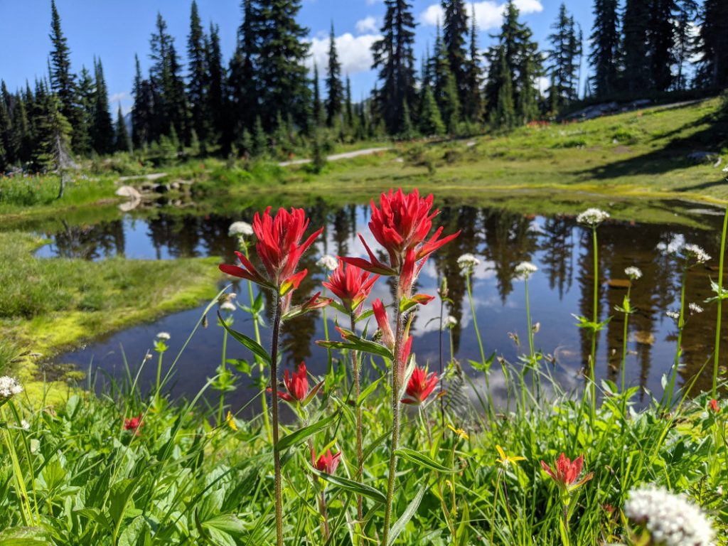 Heather Lake paintbrushes - Meadows in the Sky