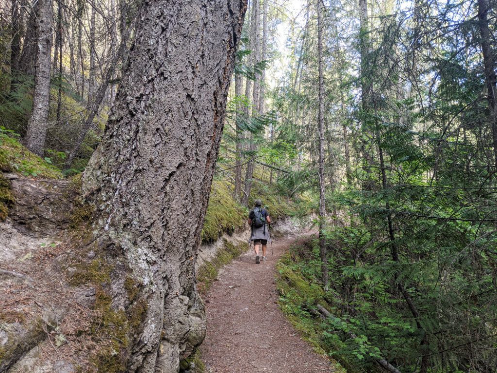 Trees and the trail