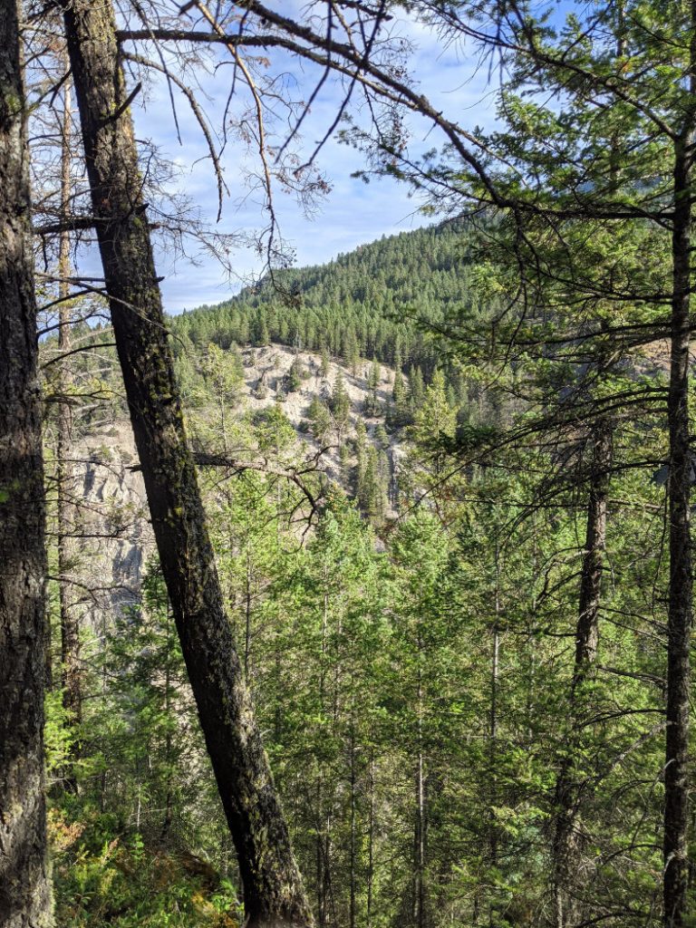 Views through the trees
