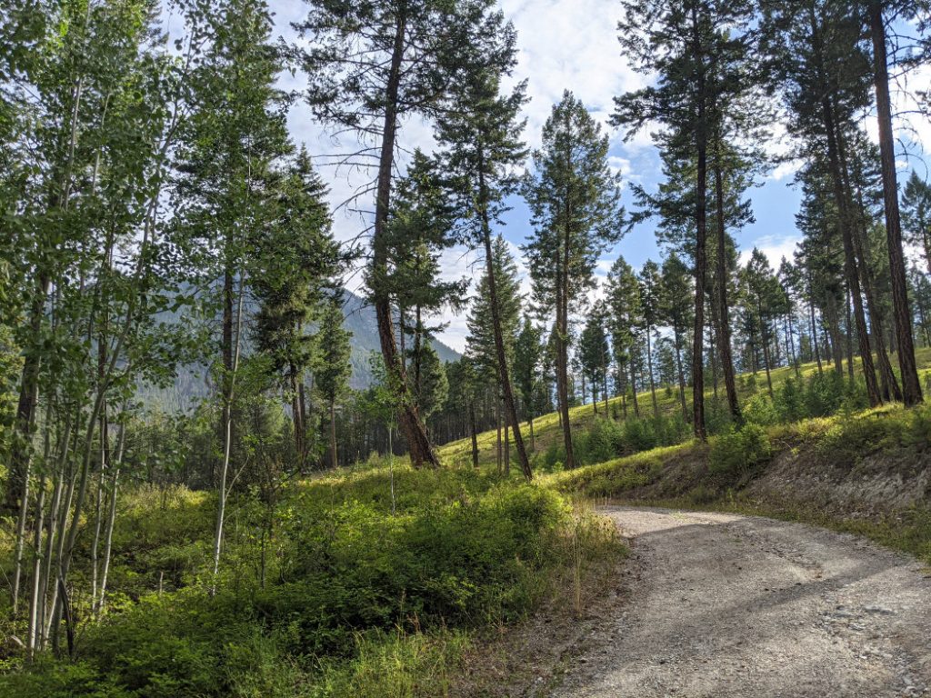 Trees near Redstreak Campground