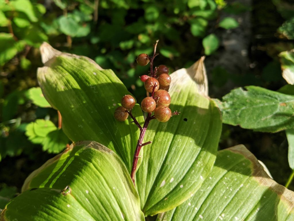 More berries