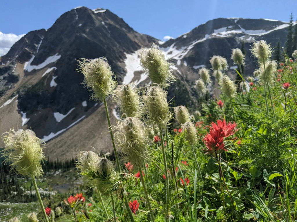 Flowers on the trail to Jade Lake
