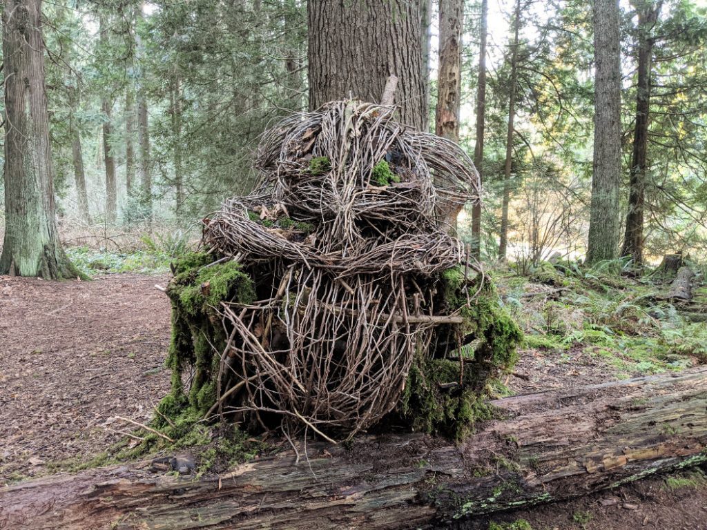 The guardian Owl again in Robert Burnaby Park