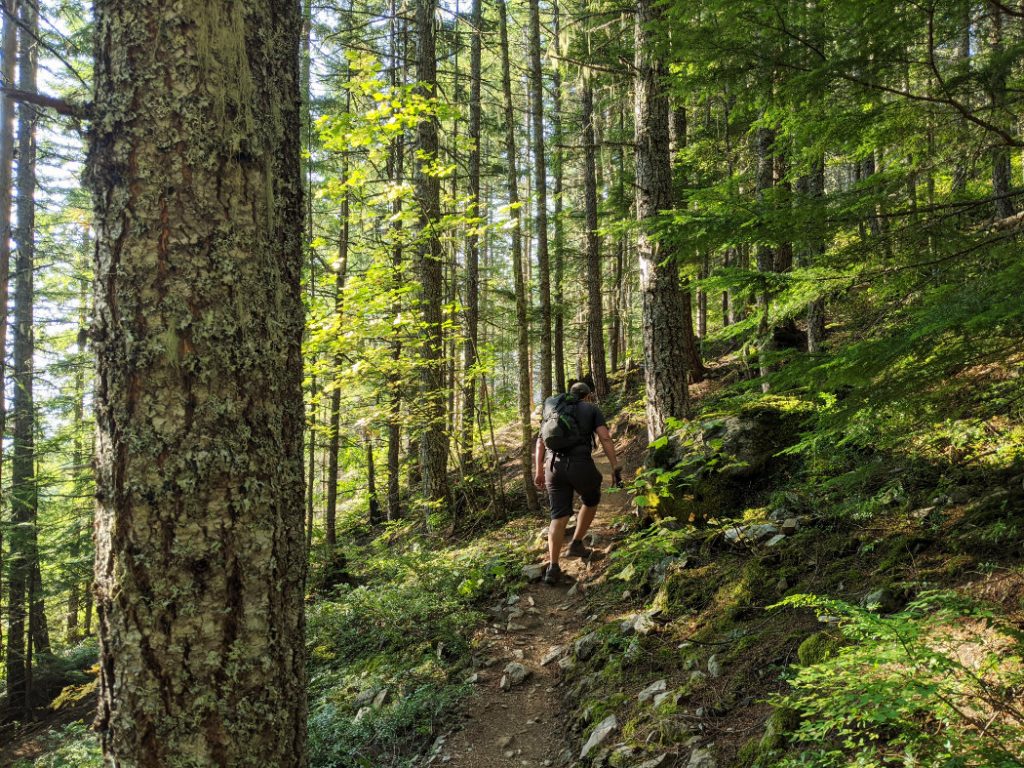 Forest near the start of 19 Mile Creek