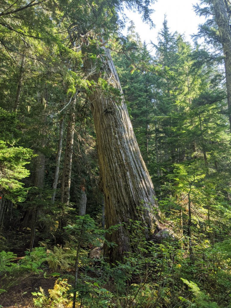 Giant tree