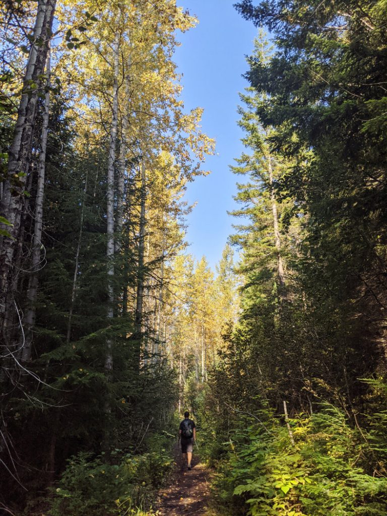 Giant trees along the trail