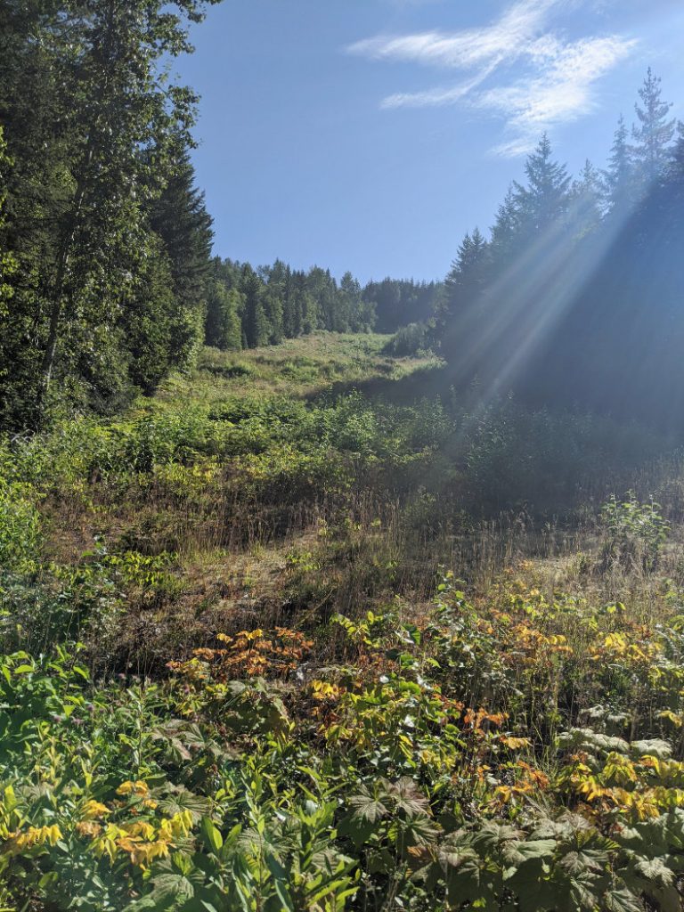 Looking up on the Revelstoke Mountain Resort trail